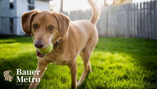 dog at yard